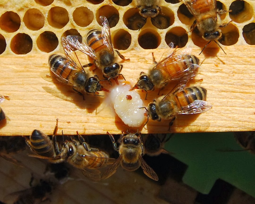 Польза и вред укусов пчел