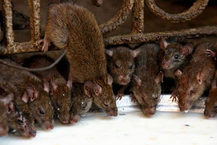 Мышь животное. образ жизни и среда обитания мышей | животный мир