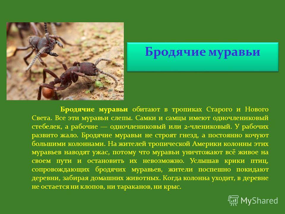Самые большие муравьи в мире (фото и описание)