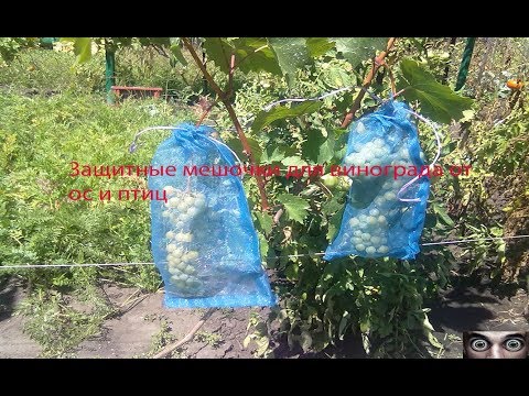 Защита винограда от птиц и ос во время его созревания: эффективные методы борьбы и спасения урожая