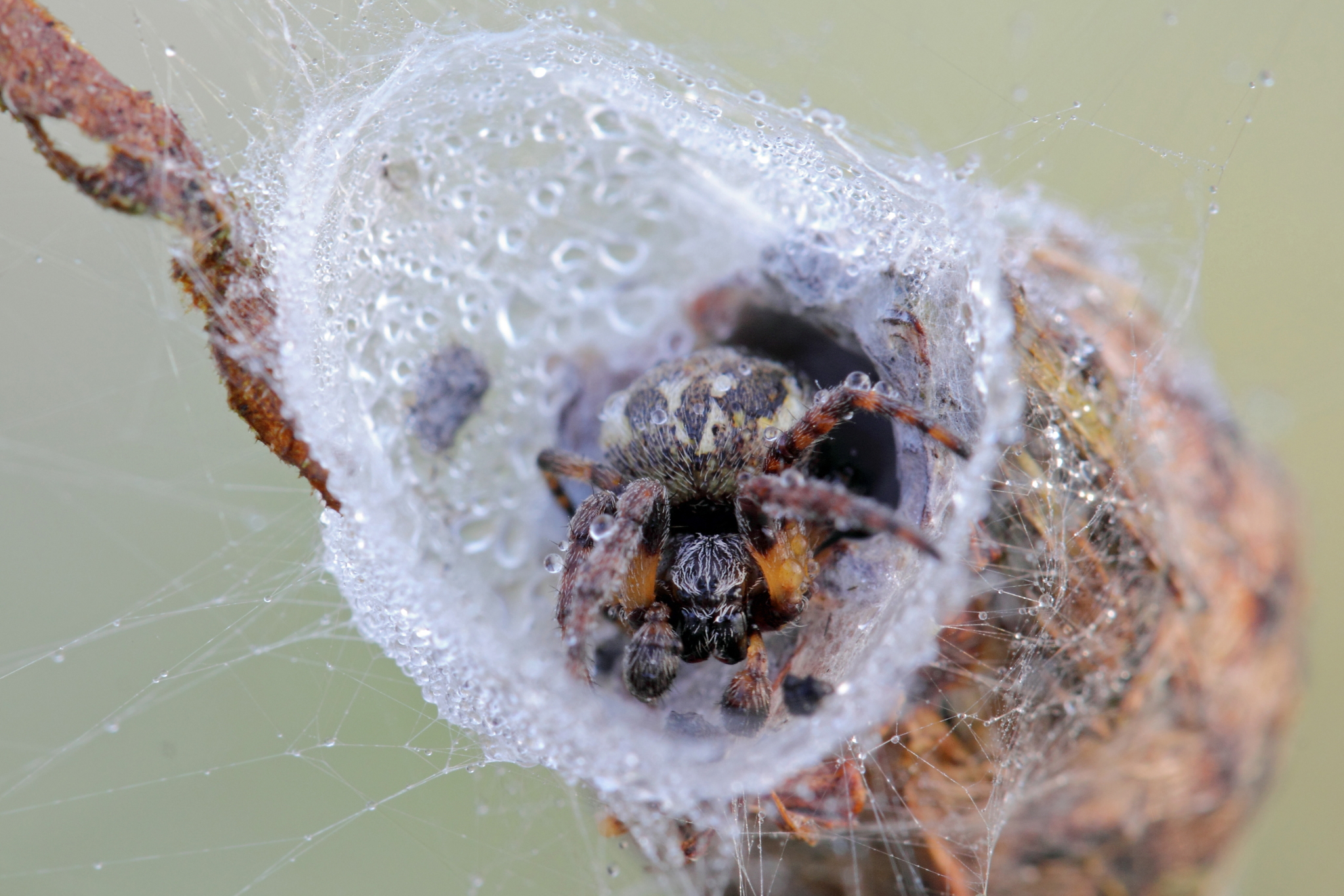 Черные и белые пауки в доме: хорошо или плохо, как рожают и виды в россии, насекомое или животное?