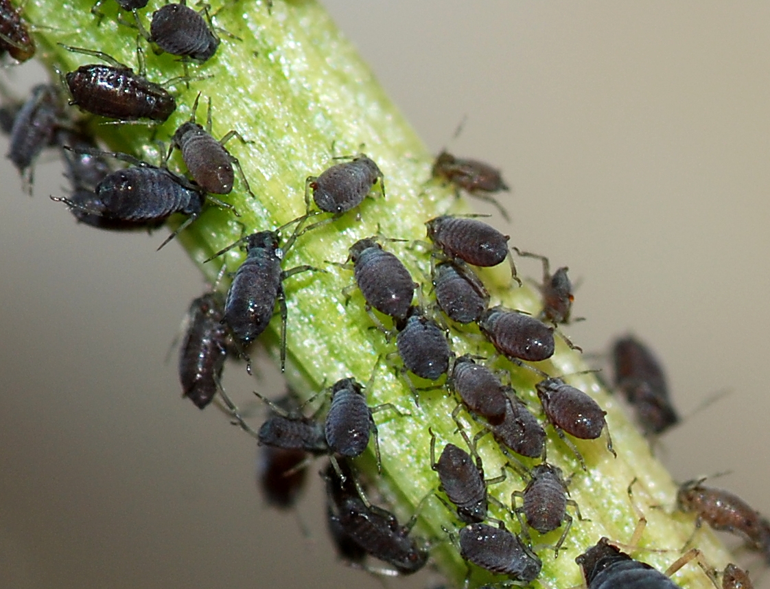 Тля бахчевая (Aphis gossypii)