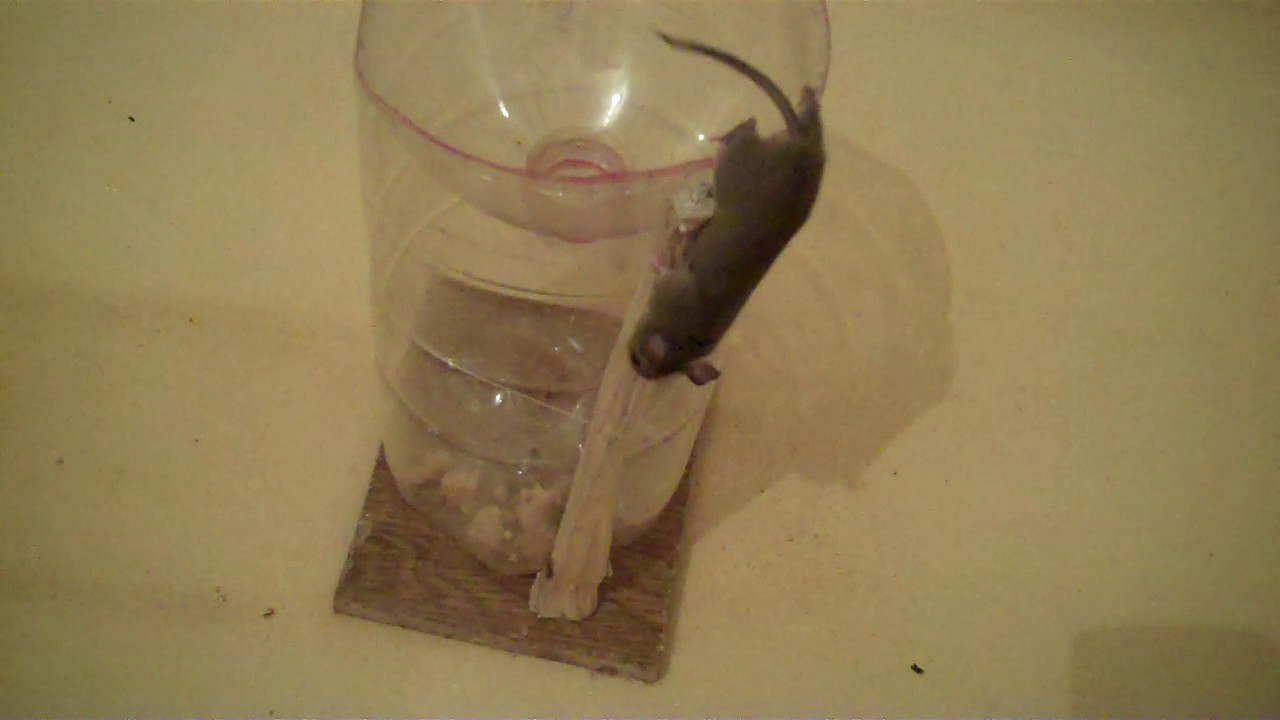 Как поймать мышь без мышеловки: ловля грызунов с помощью пластиковой бутылки, банки и других средств