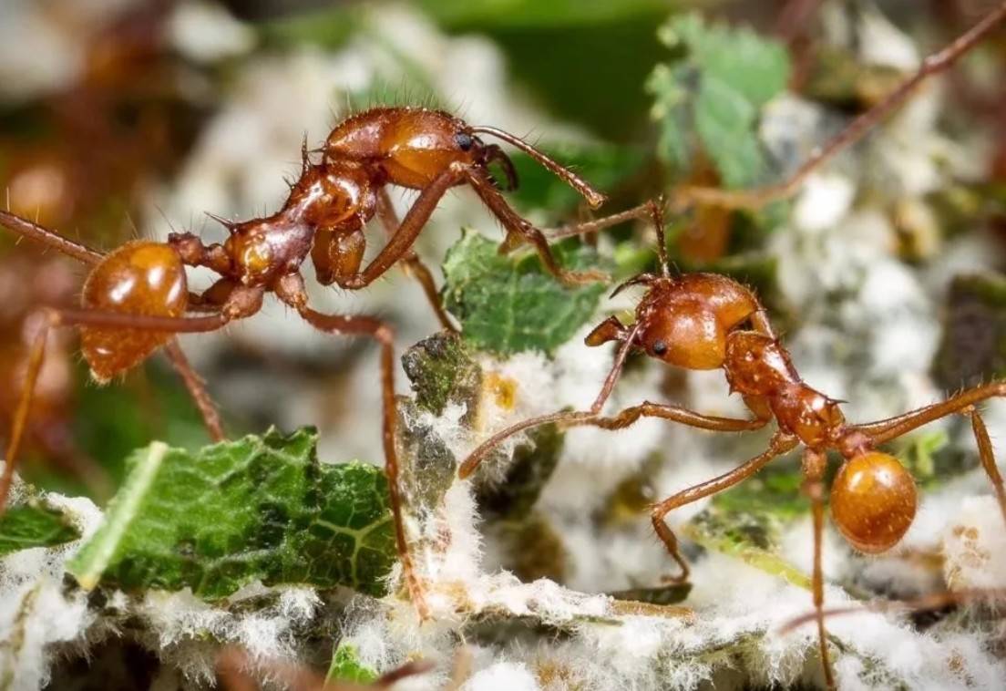 Что делают ночью муравьи