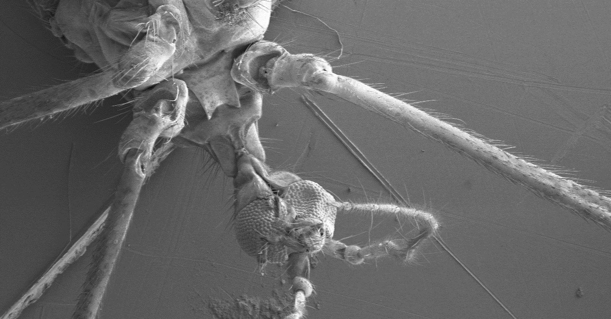 Описание и фото малярийных комаров