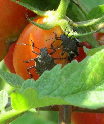 Черные мошки на помидорах как бороться народные средства