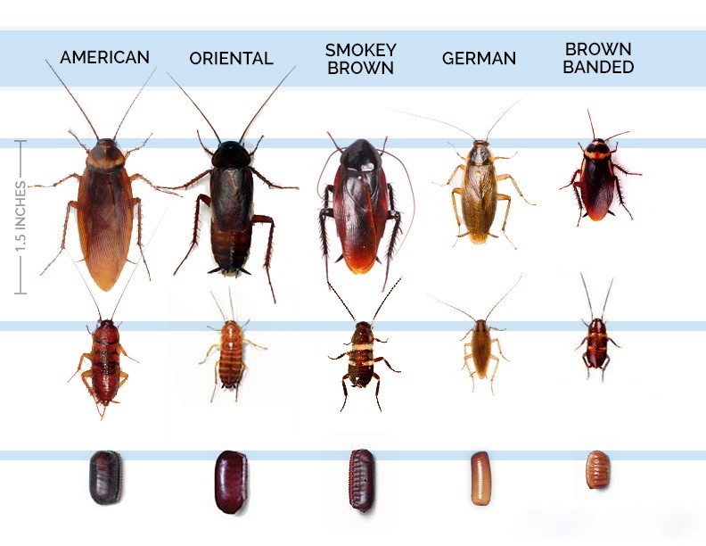 Мелкие тараканы: опасность вредителей мелкого размера