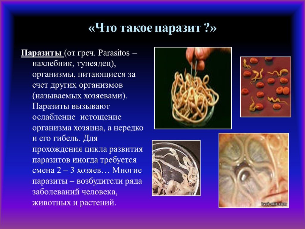 § 13. живой организм как среда обитания. адаптации к жизни в другом организме — паразитизм: адаптации к жизни в другом организме — паразитизм