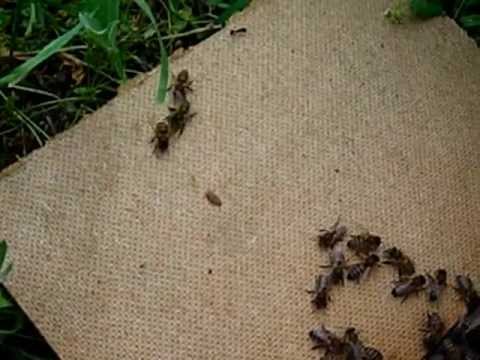 Как избавиться от муравьев на пасеке? - пчеловодство — опасеке