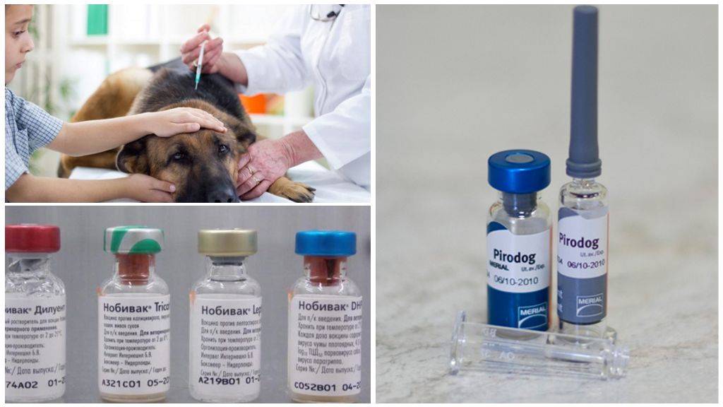 Прививка для собак от блох и клещей