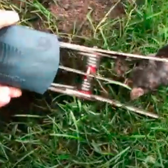 Видеоотзыв по поимки крота ловушкой “Mole Trap”