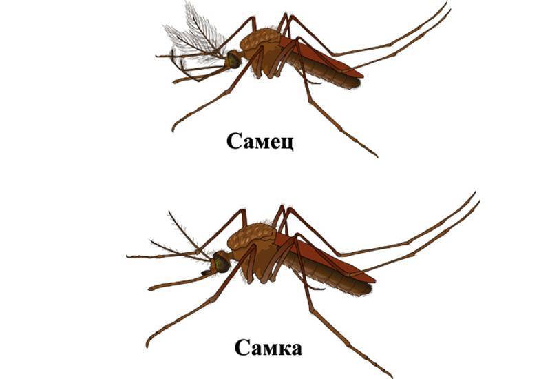 Самка и самец комара — особенности насекомых, места обитания, рацион, внешние характеристики и отличия