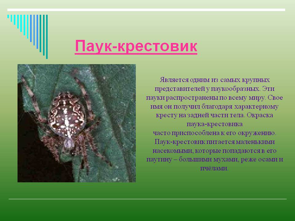 Рогатый паук, или шипастый паук-кругопряд | мир животных и растений