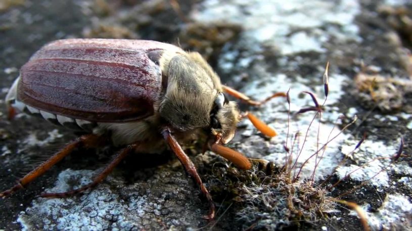 Личинка майского жука: фото, видео, описание и методы борьбы