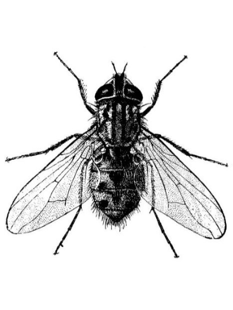 Описание и фото осенней мухи жигалки