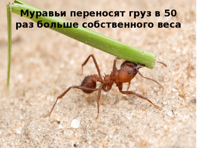 Сколько весит муравей