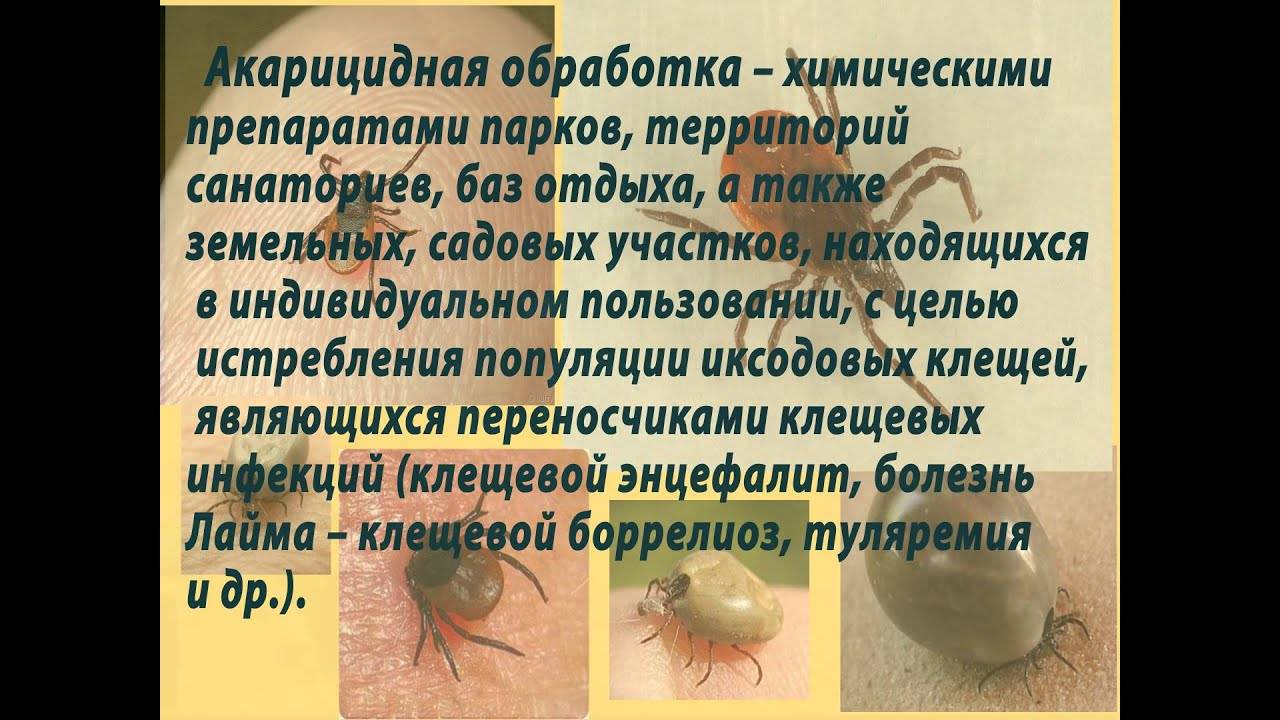 Как бороться с клещами на дачном участке