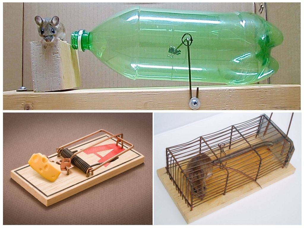 Как поймать мышь в доме и в квартире без мышеловки: способы и средства