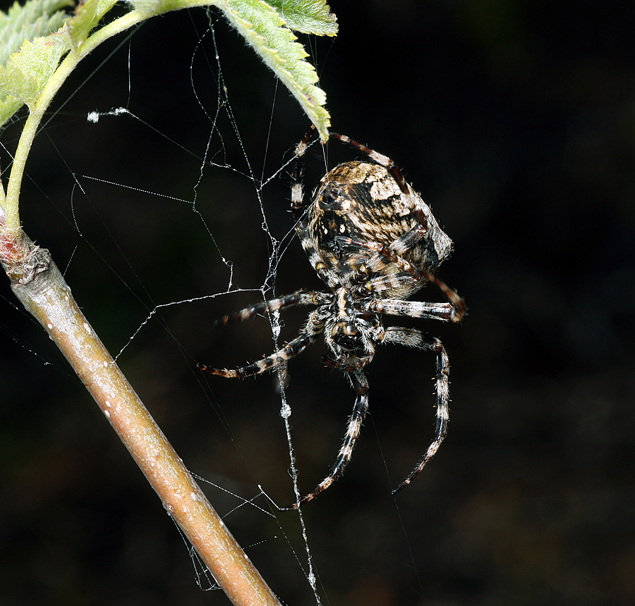 Рогатый паук, или шипастый паук-кругопряд