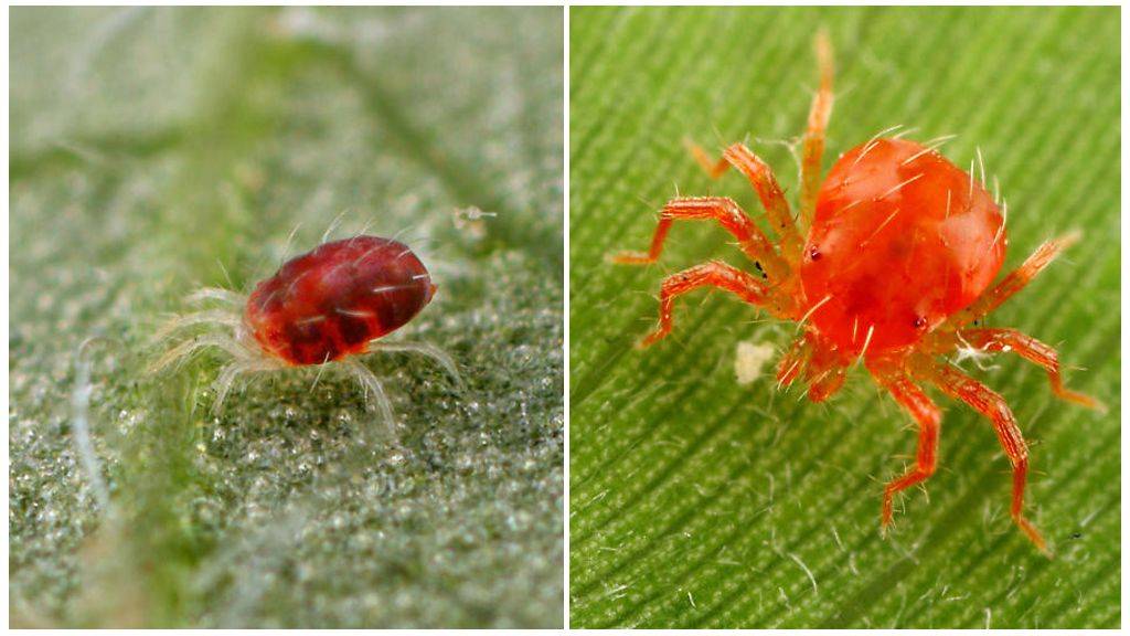 ✅ паутинный клещ: как выглядит, как распознать на растениях, чем опасен и как от него избавиться
