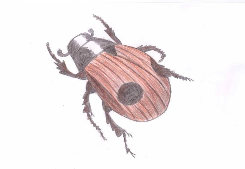 Афодий двупятнистый: как выглядит редкое насекомое