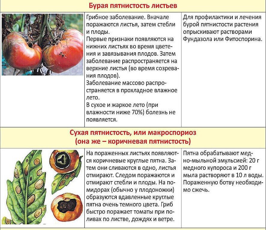Определение болезней томатов по листьям фото и описание
