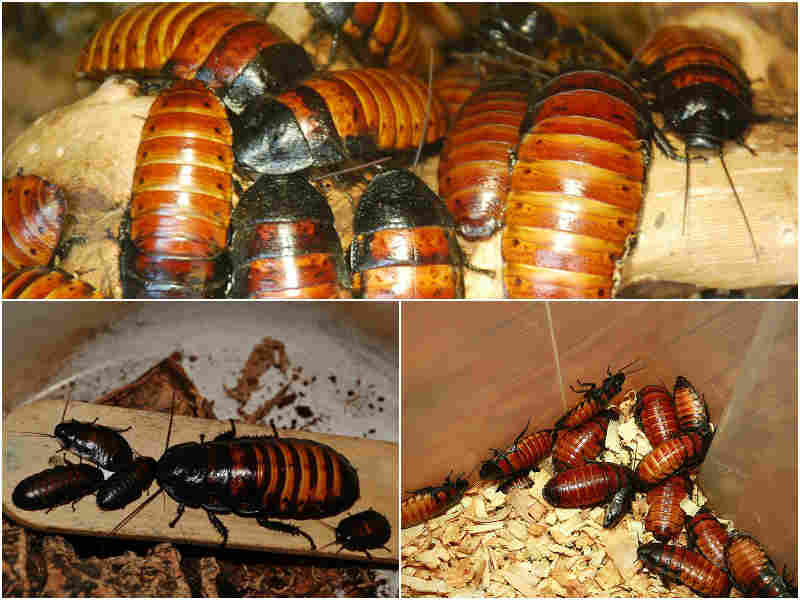 Мадагаскарский таракан - содержание в домашних условиях