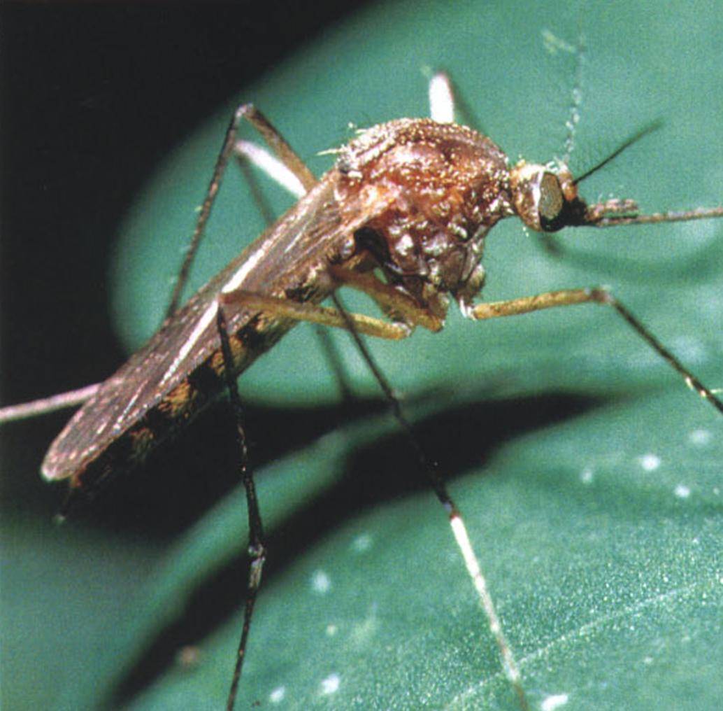 Виды комаров с фото и названиями: описание и особенности