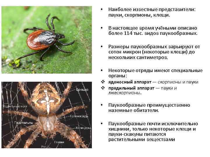 Фото клеща и паука отличия