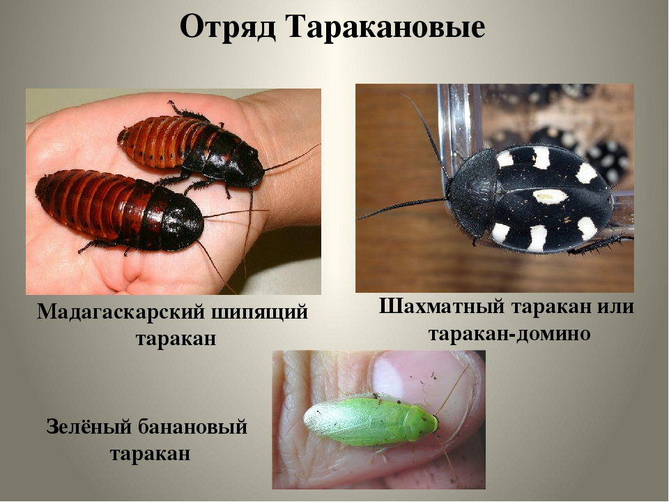 Как выглядит таракан домашний - разновидности с фото и названиями