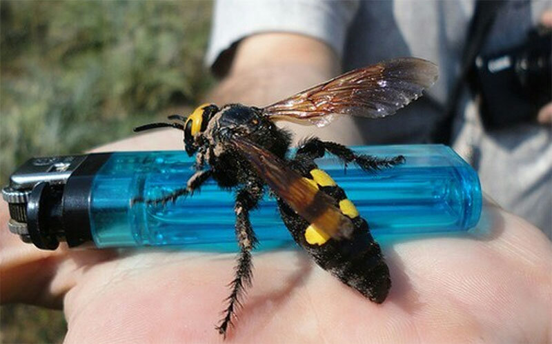 Гигантский шершень: жизнь и привычки самой крупной осы