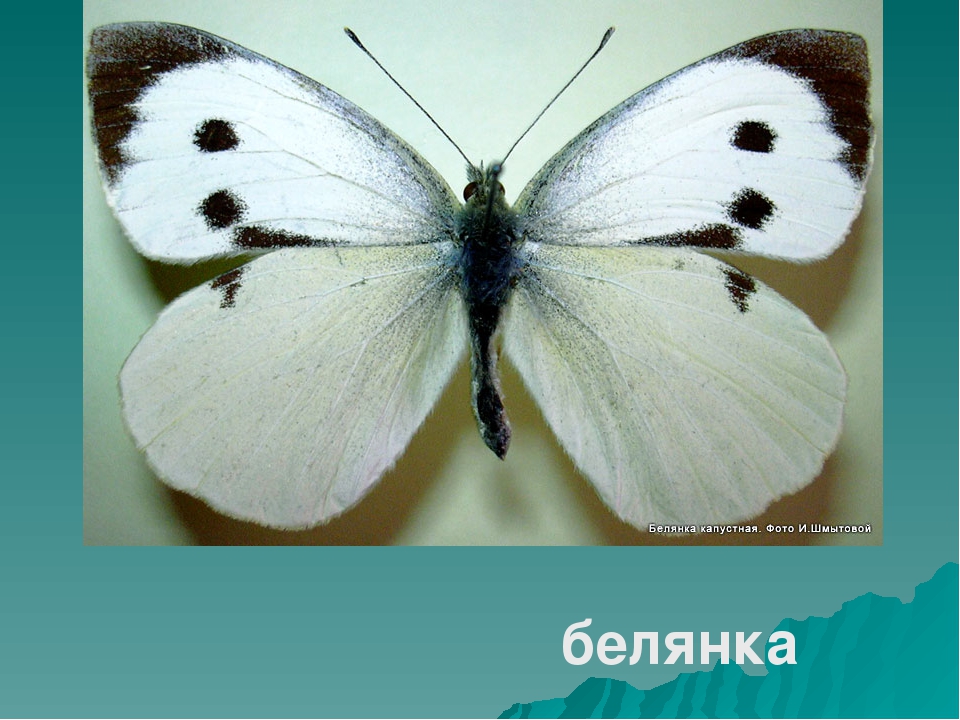 Жизненный цикл бабочек: как происходит развитие бабочки?