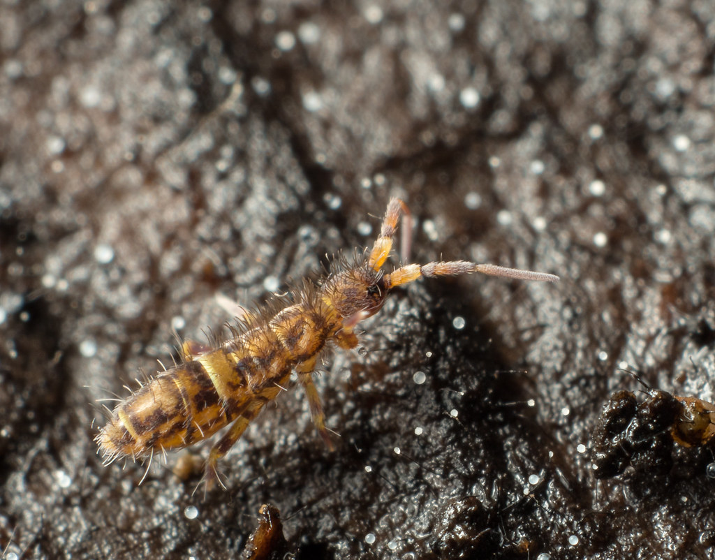 Подуры ногохвостки фото насекомое как избавиться