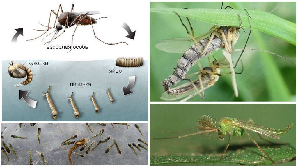 Сколько живут комары, как размножаются и чем питаются?