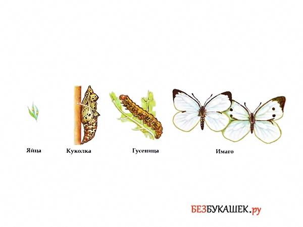 Стадии гусеница бабочка. Жизненный цикл бабочки капустницы. Цикл развития бабочки капустницы. Цикл развития бабочки капустной белянки. Жизненный цикл капустной белянки.