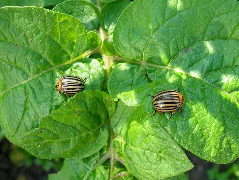 Горчица и уксус против колорадского жука: пропорции и отзывы