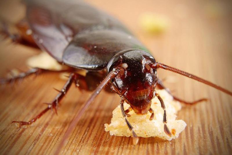 Сколько лет или дней живут домашние тараканы: без головы, еды и воды