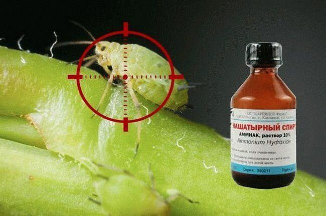 Способы вывести муравьев из дома в домашних условиях нашатырным спиртом