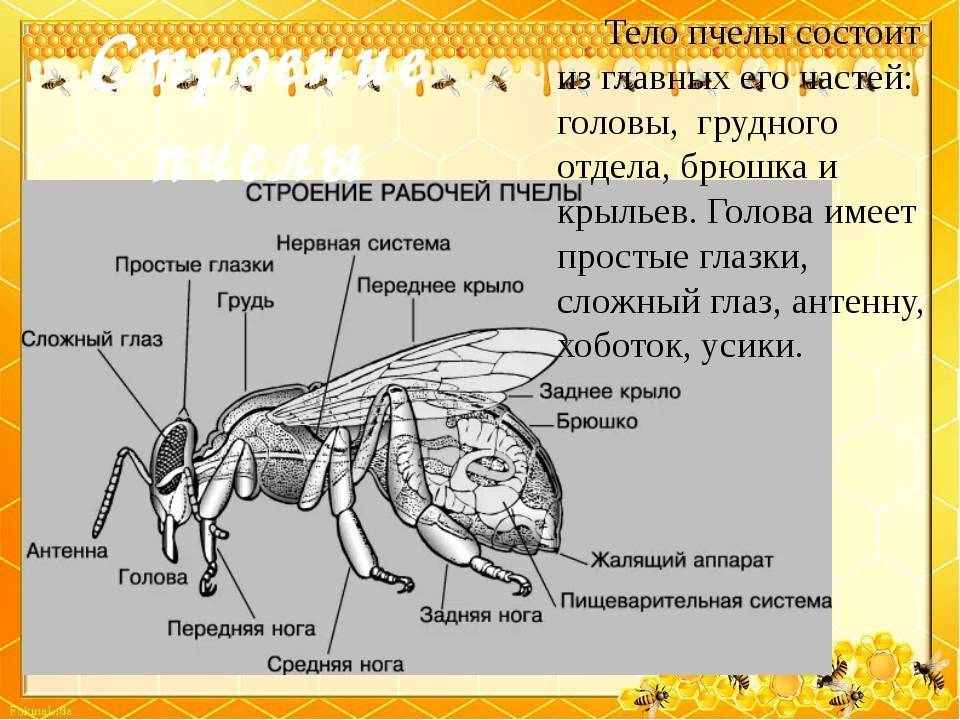 Строение мухи: вес, количество лап, крылья и прочее