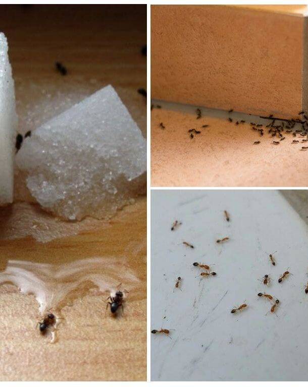 Как избавиться от рыжих муравьев в квартире: советы и рекомендации