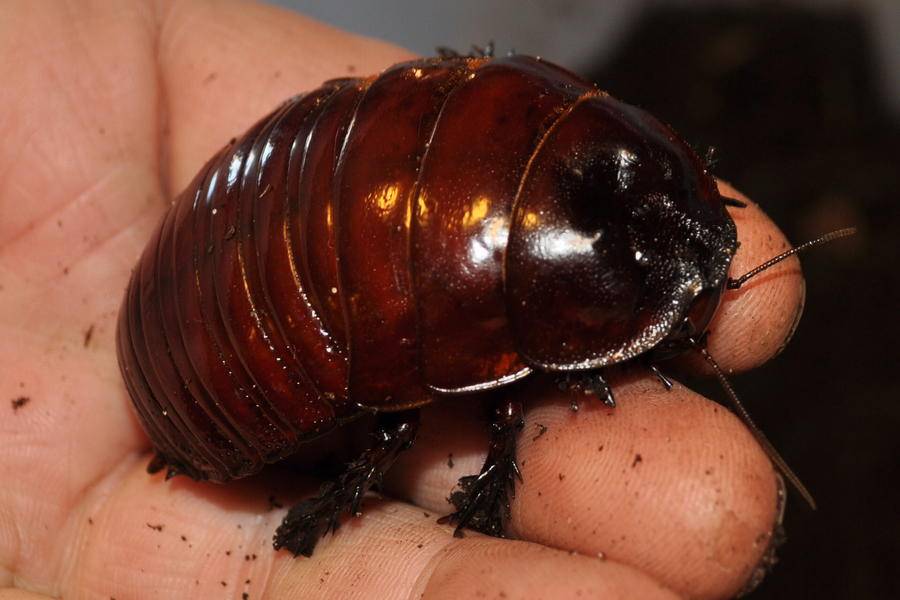 Таракан большой: насекомые - рекордсмены и их жизнедеятельность