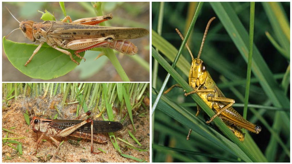 Саранча - описание, виды, характеристика, среда обитания и особенности насекомого-вредителя