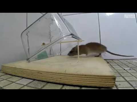 Как поймать крысу в доме или квартире: самодельные и покупные ловушки