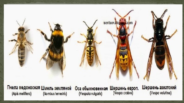 Отличия шмелей, пчел, шершней и ос
