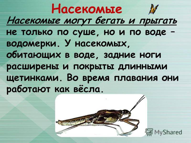 ᐉ как передвигаются клещи: умеют ли они прыгать или летать, как паразиты заползают на человека - zoovet24.ru