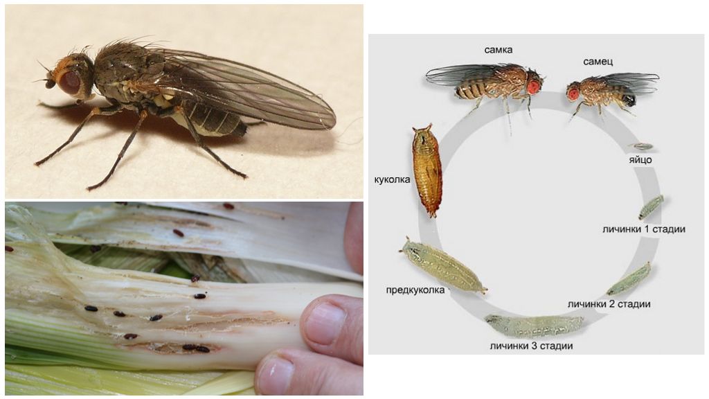 Луковая муха: методы борьбы с вредителем, народные средства