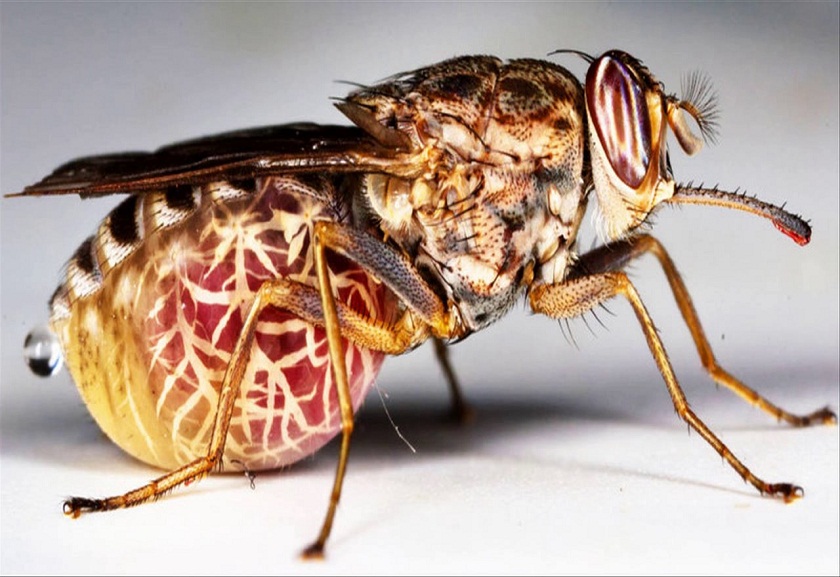Муха - интересные факты и описание жизненного цикла насекомого (120 фото)