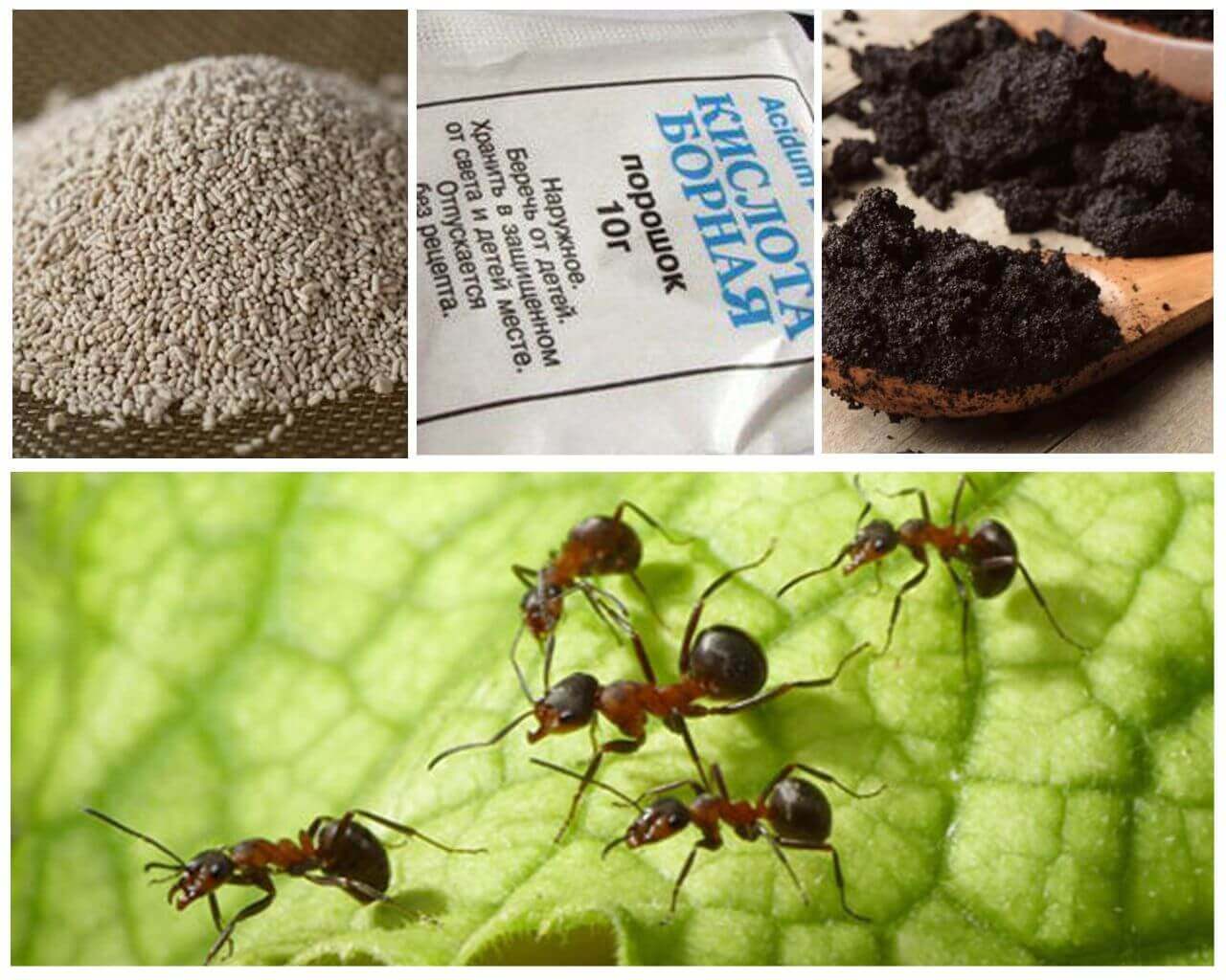 Черные муравьи в дома, квартире или на огороде: как от них избавиться, откуда берутся, какой вред наносят