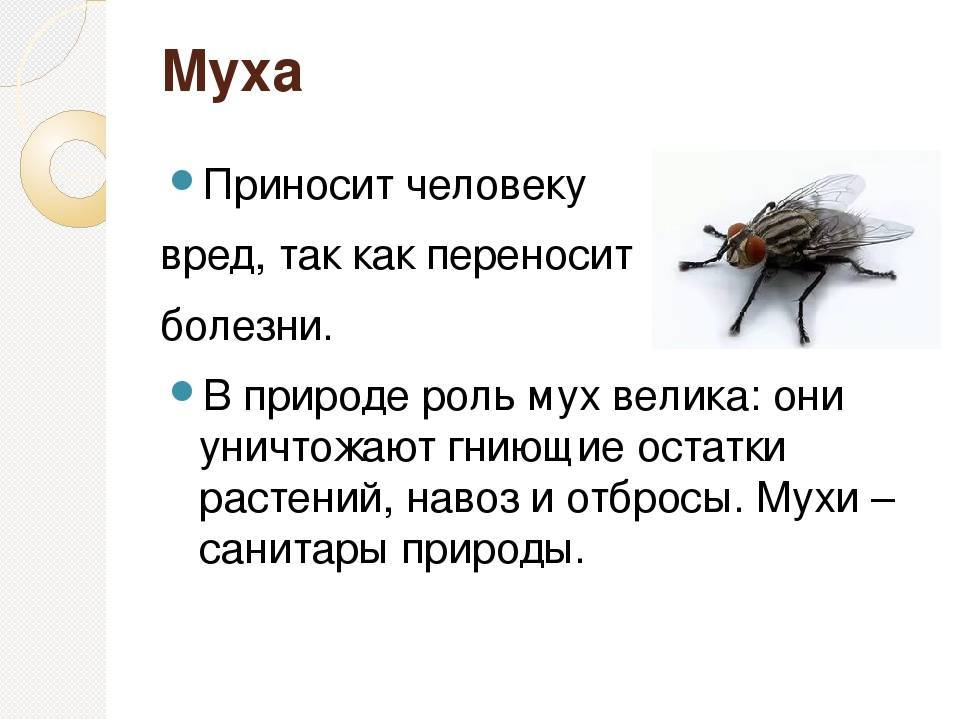 Зачем нужны мухи в природе