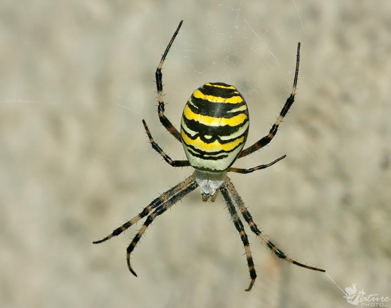 Как выглядит паук черно желтый в полоску, опасен ли для человека?